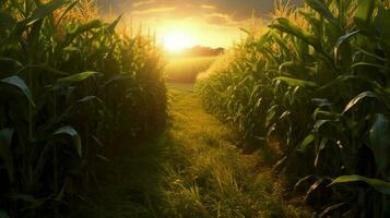 a corn field with the sun shining on it photo