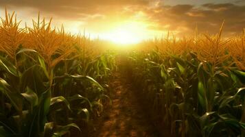 a corn field with the sun shining on it photo