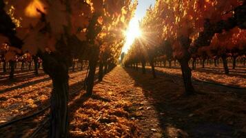 autumn sun shining through rows of grape vines hi photo