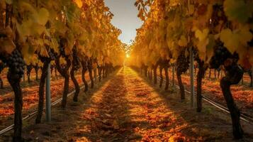 autumn sun shining through rows of grape vines hi photo