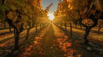 autumn sun shining through rows of grape vines hi photo