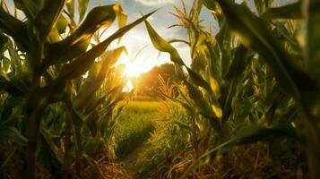 corn field with the sun shining through the leave photo