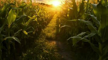 corn field with the sun shining through the leave photo