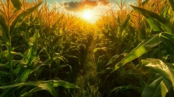 corn field with the sun shining through the leave photo