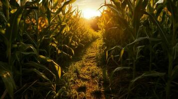 corn field with the sun shining through the leave photo