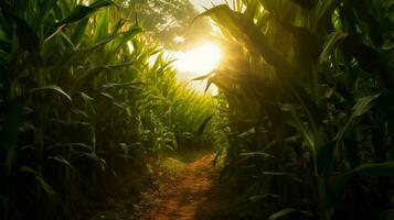 corn field with the sun shining through the leave photo