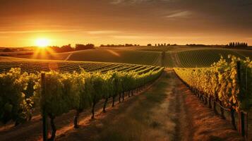 vineyard at sunset with warm sun setting on the h photo