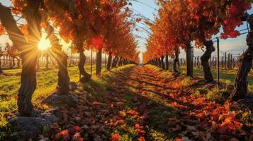 vineyard in autumn with sun shining through the c photo