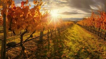 vineyard in autumn with sun shining through the c photo