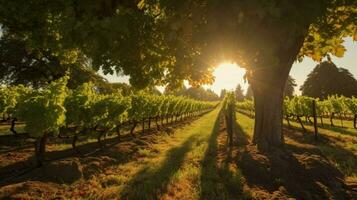 vineyard with backlit sun shining through the lea photo