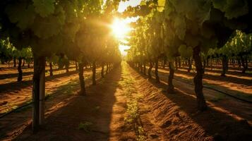 vineyard with rows of vines and sun shining through photo