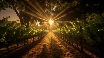 vineyard with sunbeams shining through the trees photo