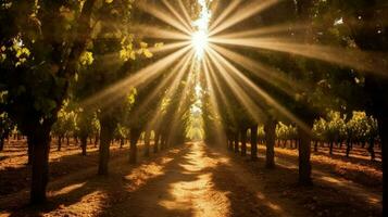 vineyard with sunbeams shining through the trees photo