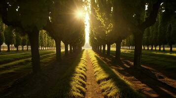 vineyard with sunbeams shining through the trees photo