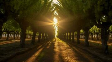 vineyard with sunbeams shining through the trees photo