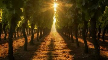 vineyard with sunbeams shining through the trees photo