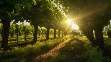 vineyard with sunbeams shining through the trees photo