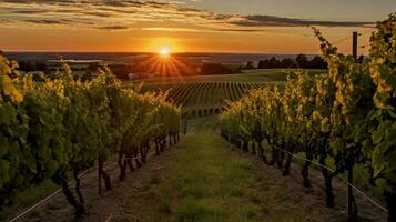 vineyard with view of sun setting over the horizo photo