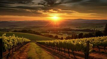 vineyard with view of the sun setting behind a vi photo