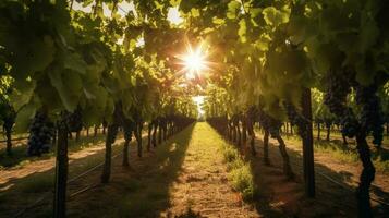 vineyard with wide rows of vines and sun shining photo