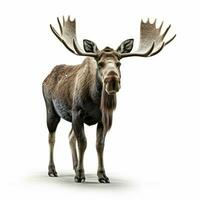 Moose with white background high quality ultra hd photo