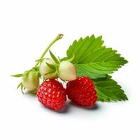 Wild Strawberry with white background high quality photo