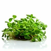 alfalfa with transparent background high quality ultra hd photo