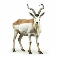 antelope with transparent background high quality ultra h photo