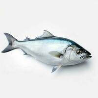 bluefish with transparent background photo