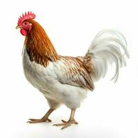 chicken with transparent background high quality ultra hd photo