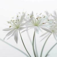 close - up white minimalist background realistic photo