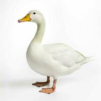 duck with white background high quality ultra hd photo