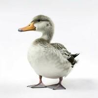 duck with white background high quality ultra hd photo