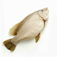 halibut with white background high quality ultra hd photo