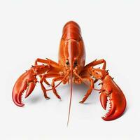lobster with white background high quality ultra hd photo