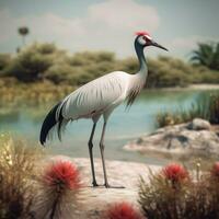national bird of Djibouti high quality 4k ultra photo