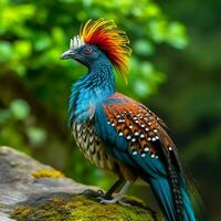 national bird of Guatemala high quality 4k ultra photo