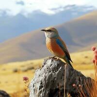 national bird of Lesotho high quality 4k ultra h photo
