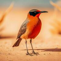 national bird of Namibia high quality 4k ultra h photo