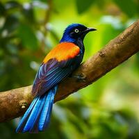 national bird of Nicaragua high quality 4k ultra photo