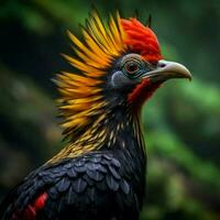 national bird of Papua New Guinea high quality 4 photo