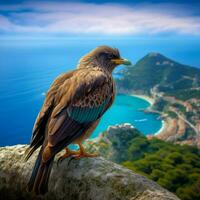 national bird of Piedmont-Sardinia high quality photo