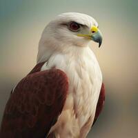 national bird of Qatar high quality 4k ultra hd photo