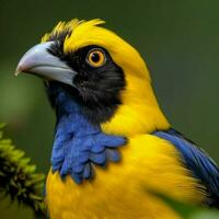 nacional pájaro de Ruanda alto calidad 4k ultra hd foto