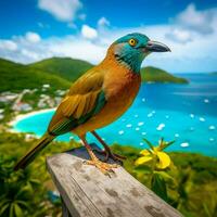 national bird of Saint Vincent and the Grenadines photo