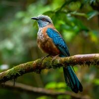 national bird of Sierra Leone high quality 4k ul photo