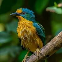 national bird of Sri Lanka high quality 4k ultra photo