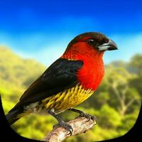 national bird of Timor-Leste high quality 4k ult photo