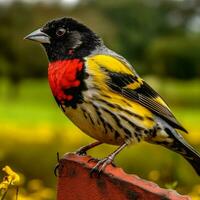 nacional pájaro de Uruguay alto calidad 4k ultra h foto