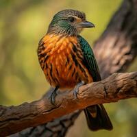 nacional pájaro de Zambia alto calidad 4k ultra hd foto